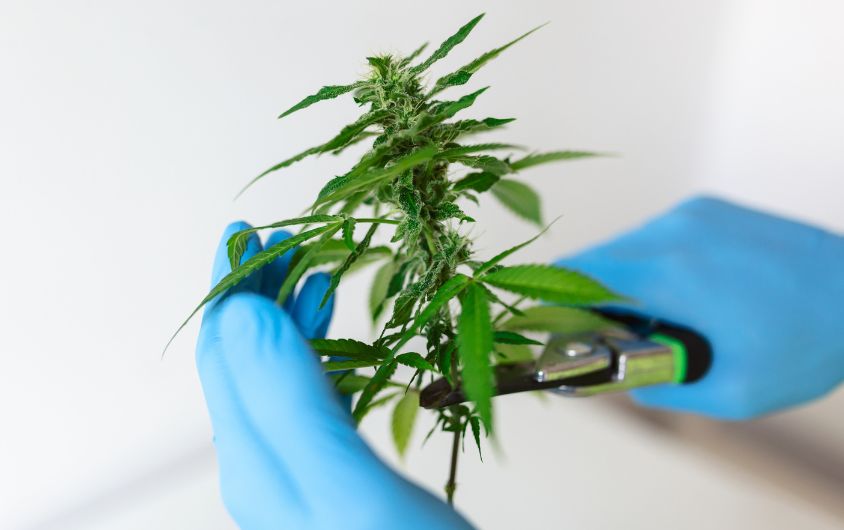 How Does a Medical Marijuana Card Help First-Time Patients? Medical Marijuana Card 2