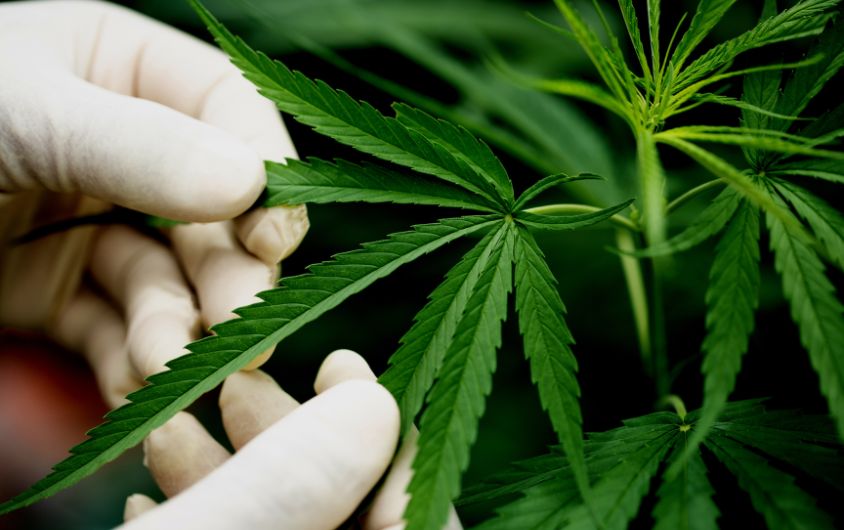 What Limits Come With a Medical Marijuana Card? Medical Marijuana Card 4