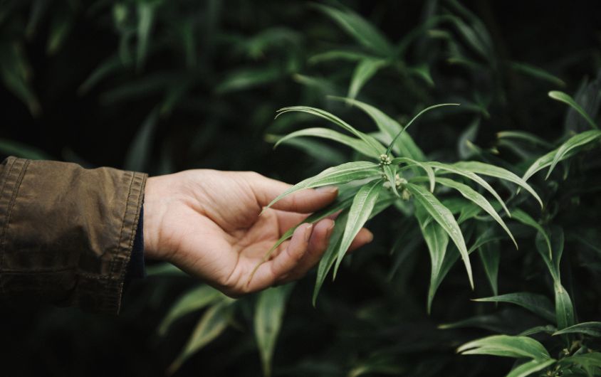 How Do State Laws Shape Medical Marijuana Card Rules? Medical Marijuana Card 7